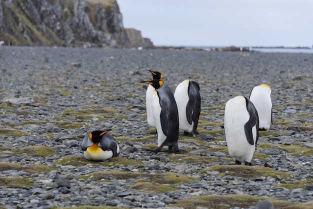 Pinguins-rei na ilha da geórgia do sul