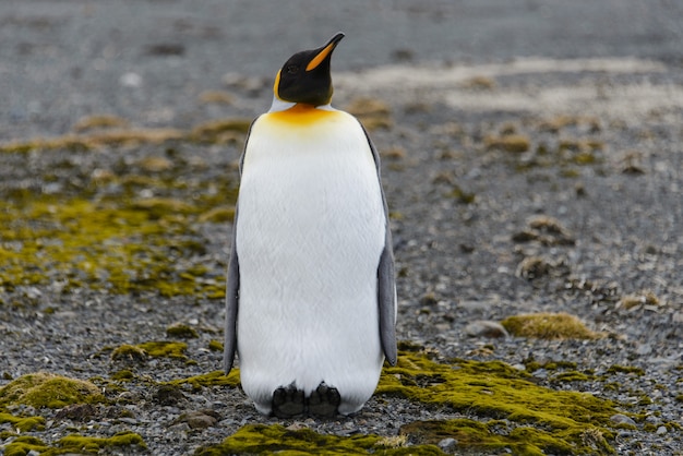 Foto pinguins-rei na ilha da geórgia do sul