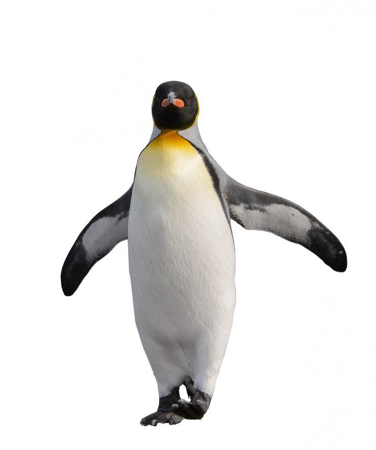 Pinguins rei