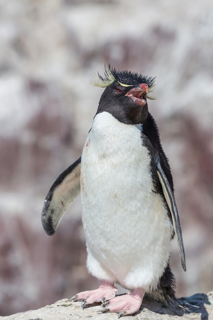 Pinguins rockhopper no sul da argentina