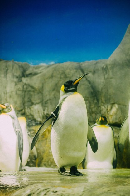 Foto pinguins sandando em rocha