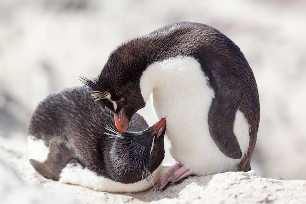 Pinguins sentados na praia rochosa