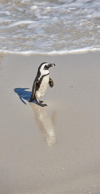 Pinguins Um pequeno pinguim de patas pretas em Boulders Beach África do Sul em um dia ensolarado de verão Um animal ártico andando na costa do oceano durante a primavera Um pássaro aquático correndo na areia do mar