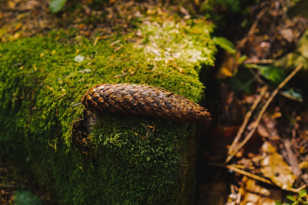 Pinha em um fundo de musgo verde em uma macrofotografia de árvore, textura de madeira natural