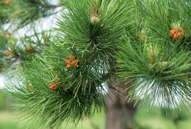 Pinha em uma árvore verde exuberante ao ar livre