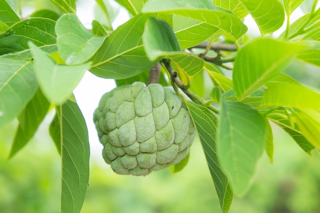 Foto pinha na árvore fruto da tailândia