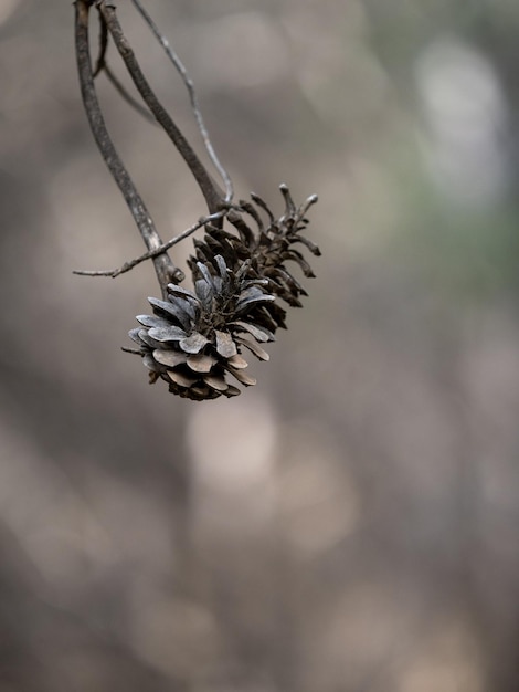 Pinha seca em um galho na floresta