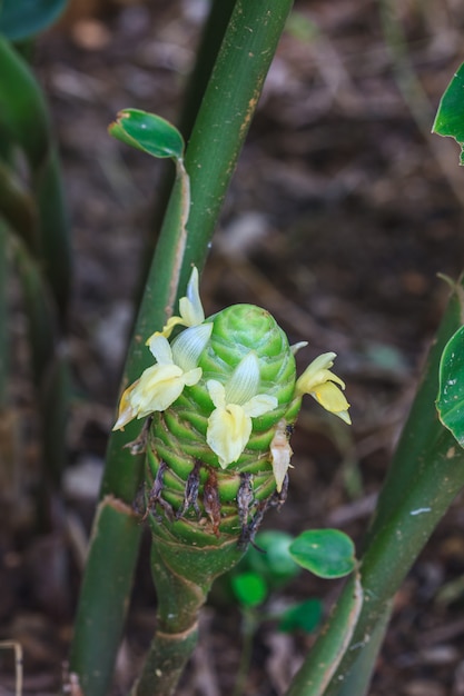 Pinha vermelha gengibre nos jardins