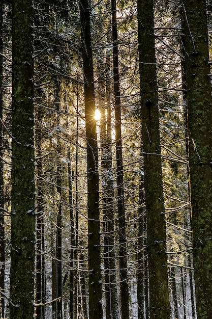 Pinhal coberto de neve na luz do amanhecer de inverno