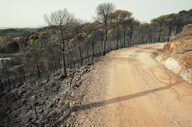 Foto pinhal queimado e estrada de terra