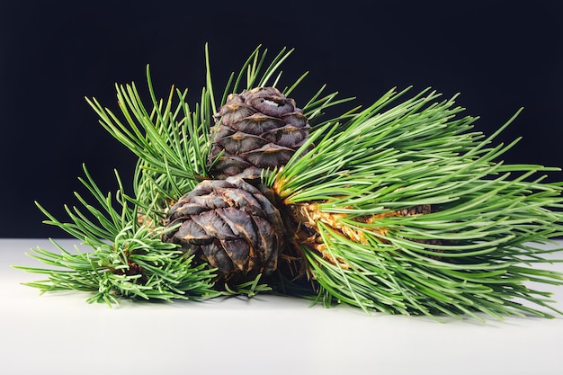 Pinhas e ramos de cedro siberiano sobre a mesa