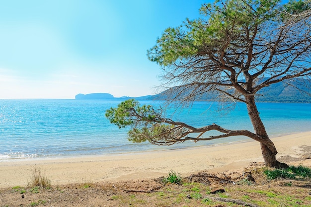 Pinheiro à beira-mar na praia de Mugoni Sardenha