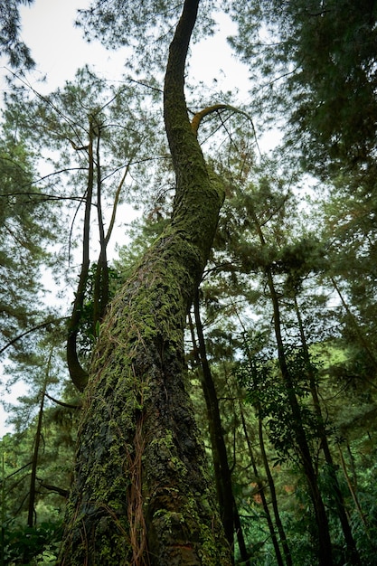 pinheiro alto crescendo fresco na floresta