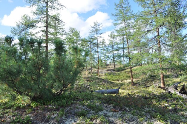 Pinheiro anão siberiano na taiga decídua Yakutia