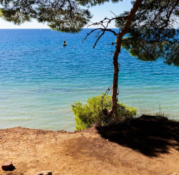 Pinheiro ao lado do mar esloveno Punta grossa