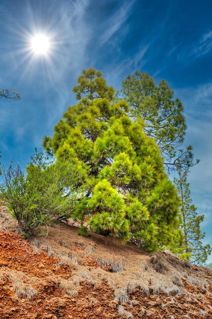 Pinheiro canário pinus canariensis na Corona Forestal Nature P