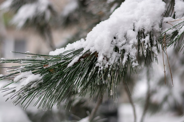 Pinheiro coberto de neve