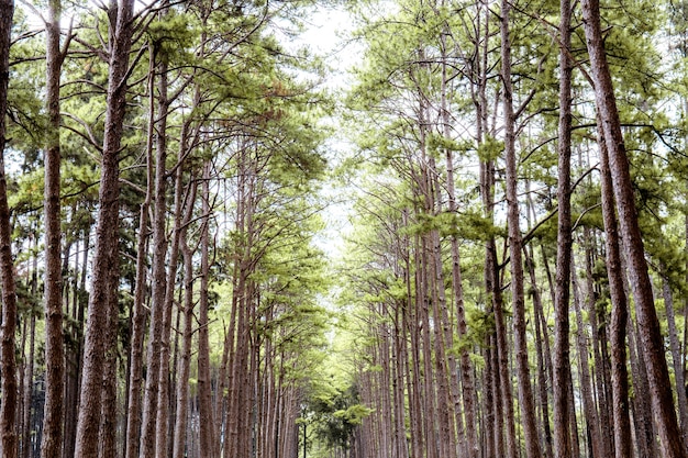 Pinheiro com bonito.