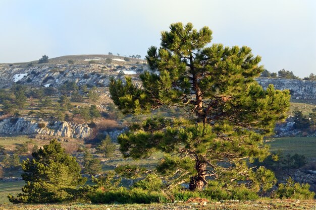 Pinheiro conífera no fundo da montanha na primavera