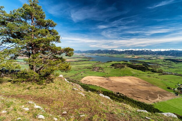 Pinheiro conífero no topo da colina e bela vista no país da primavera com montanhas nevadas ao fundo