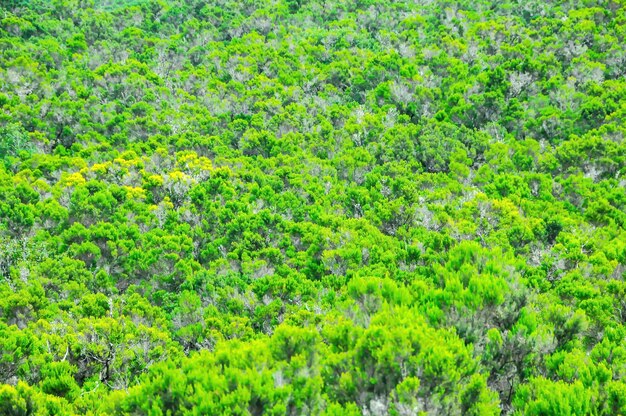 Pinheiro da floresta selvagem deixa o fundo da textura nas Ilhas Canárias de La Gomera