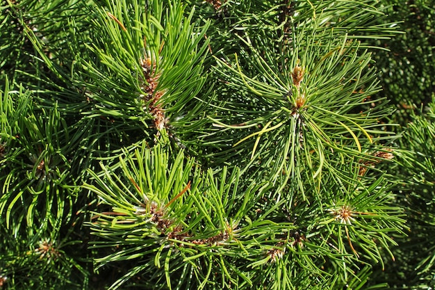 Pinheiro de montanha Pinus Mugo com botões, ramo longo e coníferas. Mughus pumilio cultivar anão i