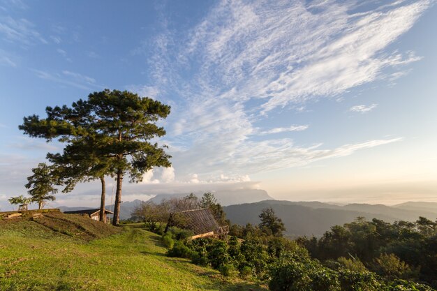 pinheiro e a cabana na colina