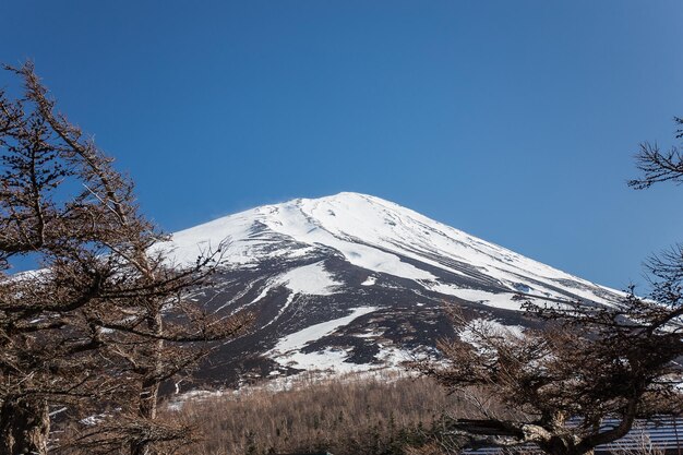 Pinheiro e Monte Fuji