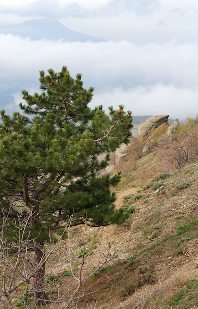 Pinheiro em montanha rochosa (Monte Demerdzhi, Crimeia, Ucrânia)