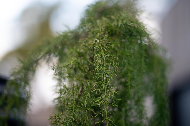 Pinheiro Huon em uma floresta nativa e plantação