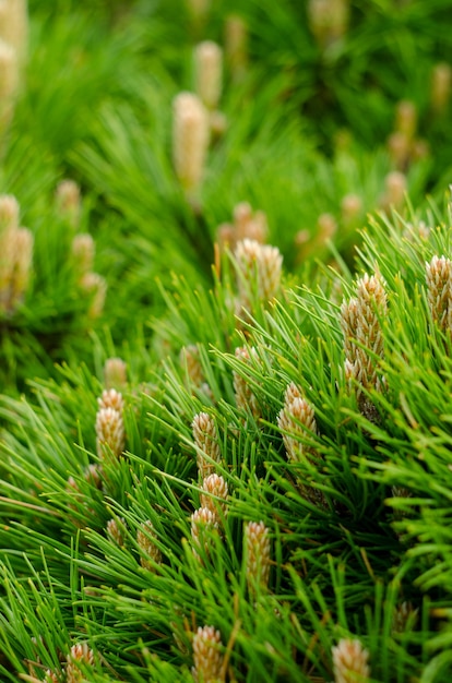 Pinheiro jovem ramos com pequeno close-up de cones. Fundo botânico colorido verde primavera.