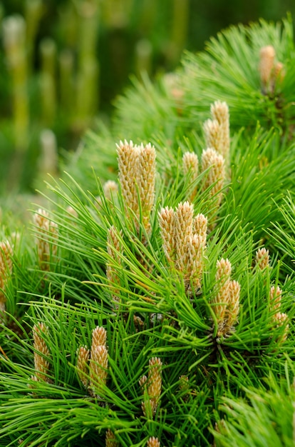 Pinheiro jovem ramos com pequeno close-up de cones. fundo botânico da primavera.