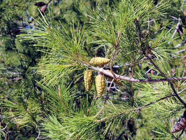 Pinheiro mediterrâneo com cones Fechar o fundo