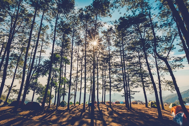 Pinheiro na floresta natural e luz solar com tom vintage.