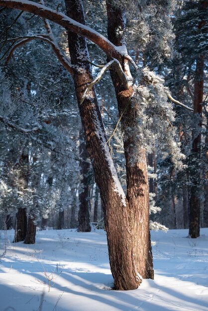 Foto pinheiro na geada e na neve iluminado pela quente luz do sol matinal manhã ensolarada no inverno floresta bela natureza rural