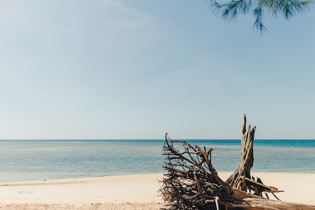 Pinheiro na praia com mar e céu azuis em phuket