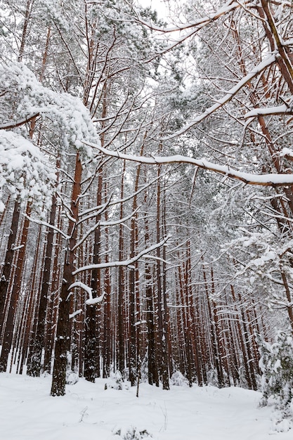 Pinheiro no inverno