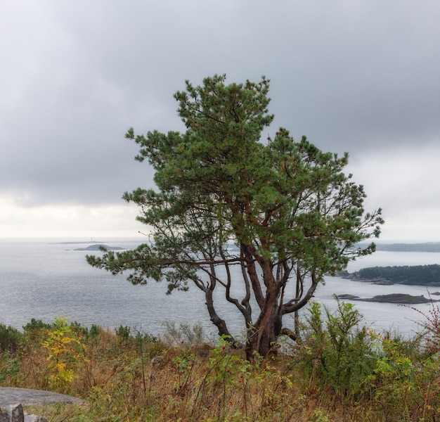 Pinheiro no ponto mais alto da ilha de oderoya com vista panorâmica do fiorde e parte de kristiansand da noruega