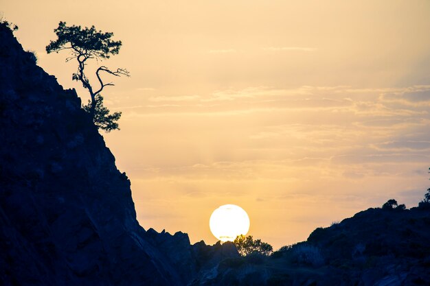 Pinheiro solitário cresce em uma rocha no amanhecer ensolarado