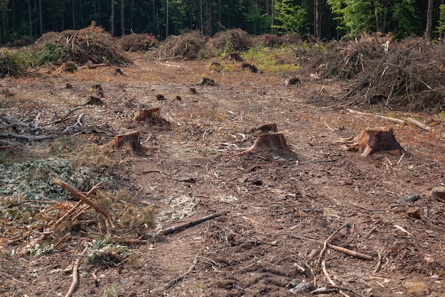 Pinheiros abatidos na floresta. Desmatamento e extração ilegal de madeira