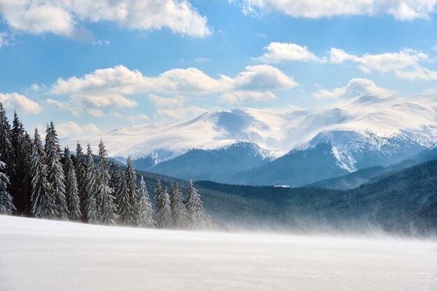 Foto pinheiros altos e perenes durante uma forte nevasca na floresta de montanha de inverno em um dia frio e brilhante.