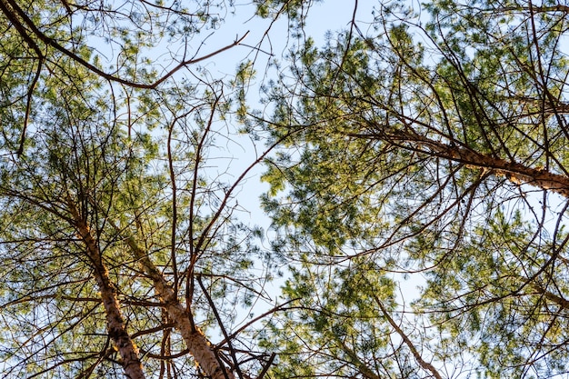Pinheiros altos em uma floresta na primavera Olhando para o conceito