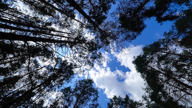 Pinheiros altos estendem-se até o céu de pinheiros contra o fundo de um céu azul com nuvens