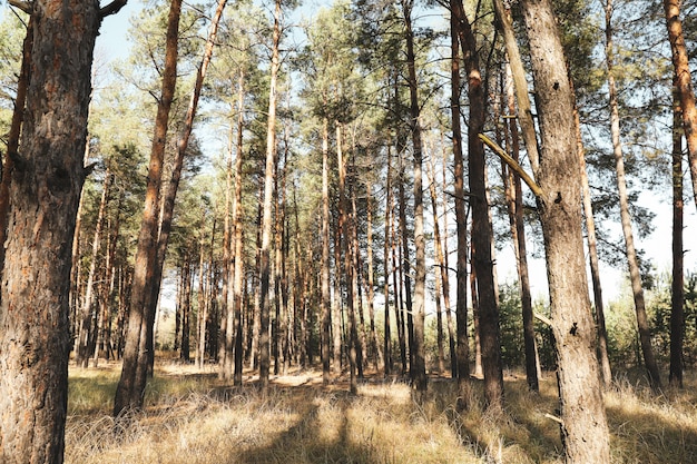 Pinheiros altos na floresta. lindo dia de sol