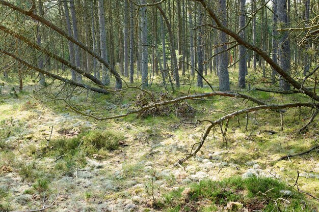 Pinheiros caídos após uma tempestade ou vento forte inclinado e danificado em uma floresta paisagem de muitos galhos sem folhas na natureza vegetação não cultivada e arbustos crescendo em um ambiente isolado