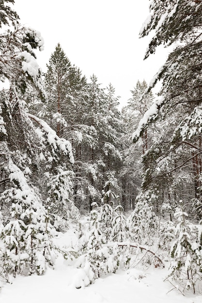 Pinheiros cobertos de neve crescendo na floresta no inverno.
