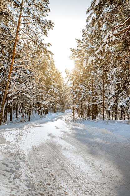 Pinheiros cobertos de neve em dia ensolarado gelado no inverno Maravilhoso panorama de inverno floresta nevada