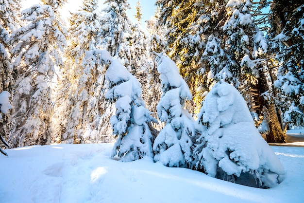 Pinheiros cobertos de neve em montanhas Carpathian no dia ensolarado de inverno.