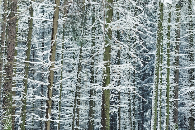 Pinheiros cobertos de neve em um fundo de inverno madeira floresta