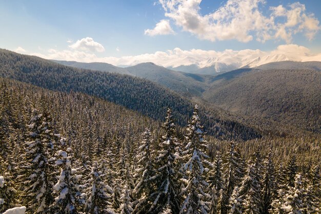 Pinheiros cobertos de neve fresca caída na floresta de montanha de inverno em dia frio e brilhante